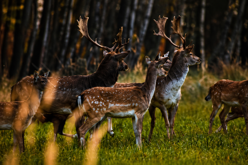 Exkluzivní poplatkový lov v zámecké obůrce Bechyně